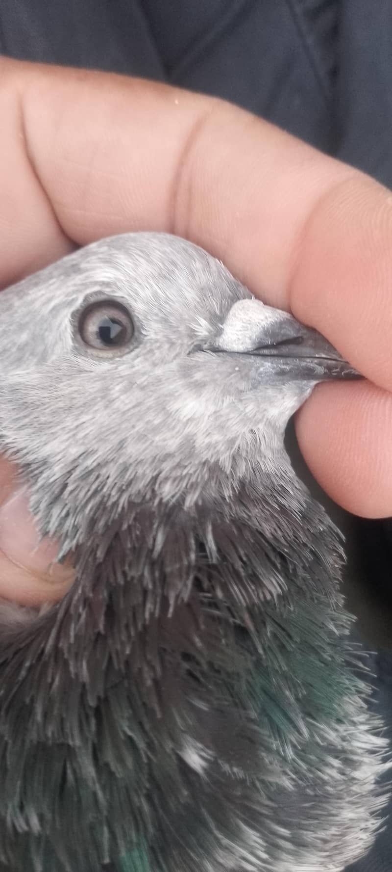 pigeon 8