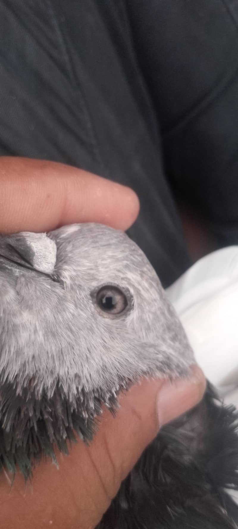 pigeon 9