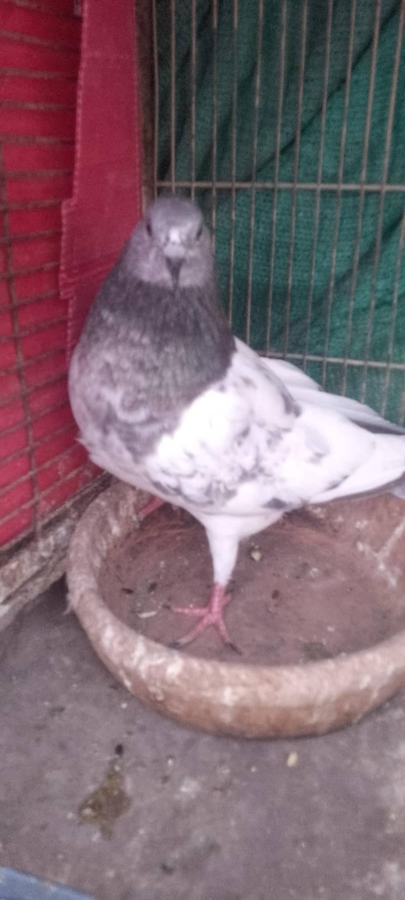 pigeon 10