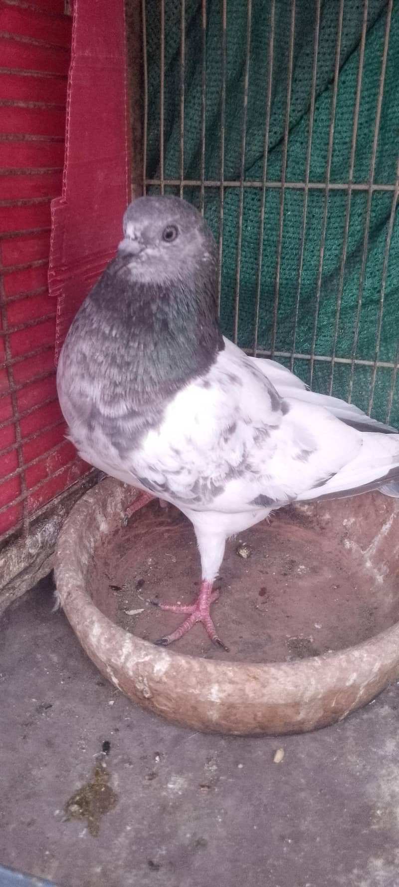 pigeon 11