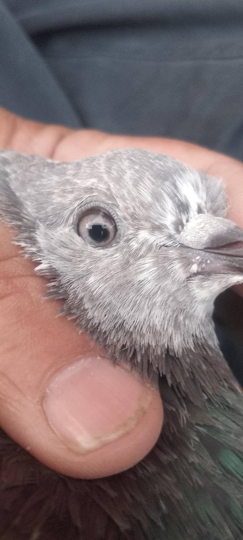 pigeon 12