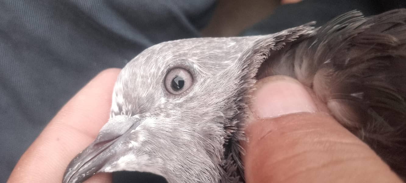 pigeon 13