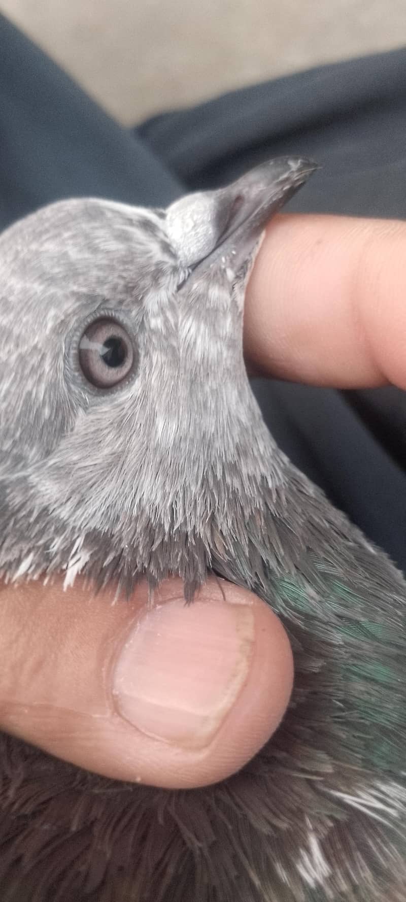 pigeon 14
