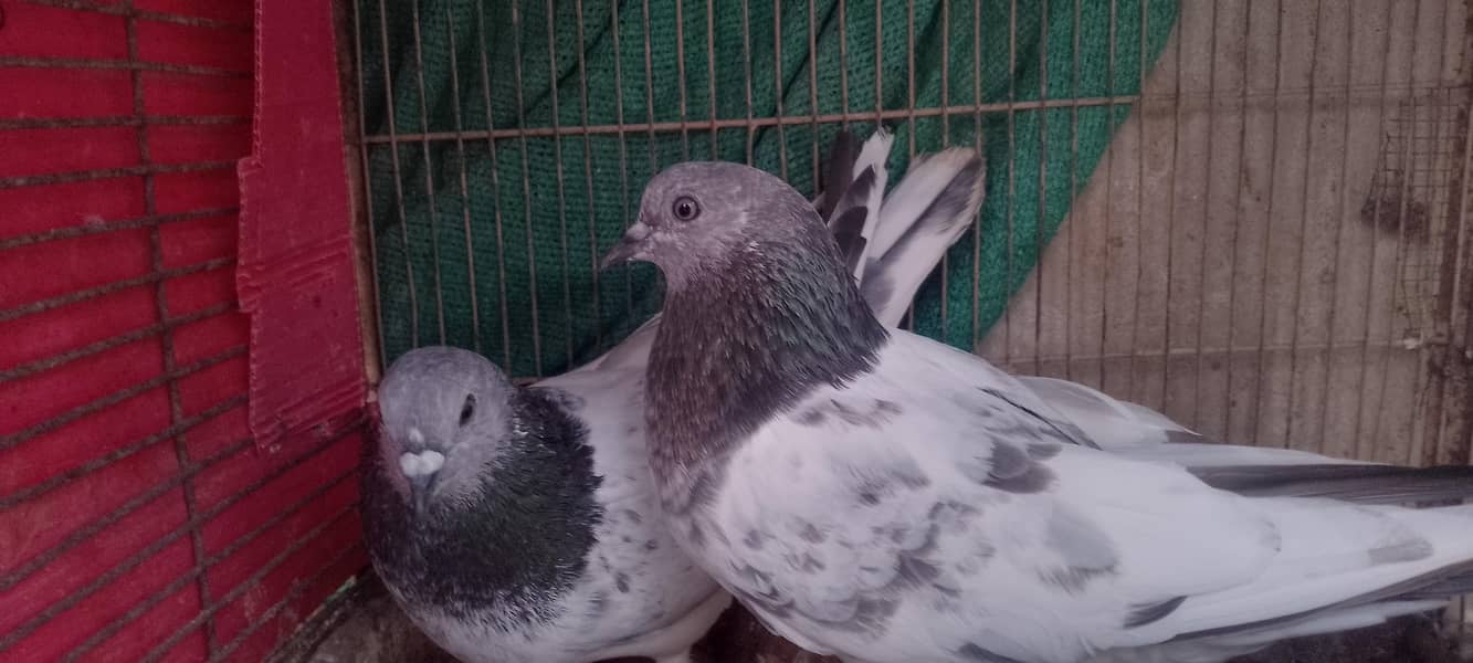 pigeon 15