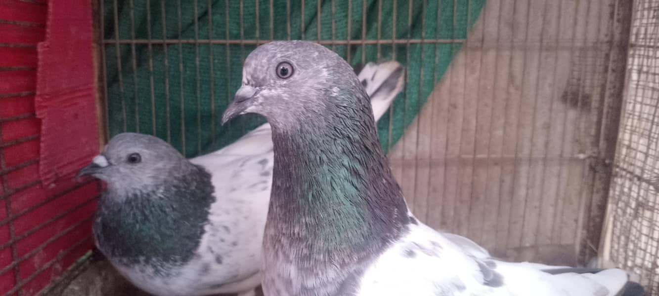 pigeon 16