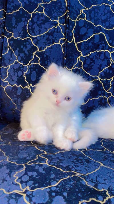 Persian kittens for sale