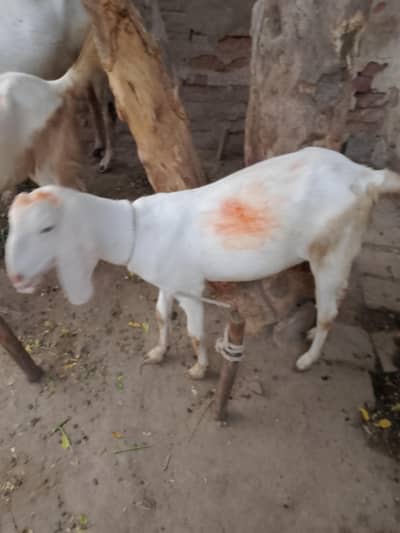 goat for sale