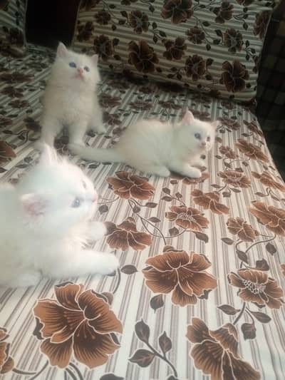 Persian kittens