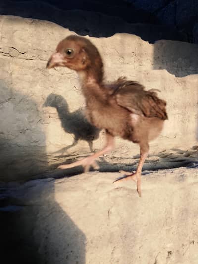 Aseel mianwali  chicks