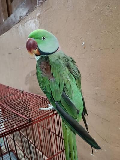 Healthy Kashmiri Parrot for Sale – Active & Friendly