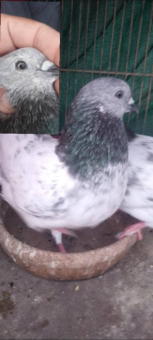 pigeon 17