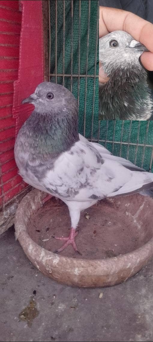 pigeon 18