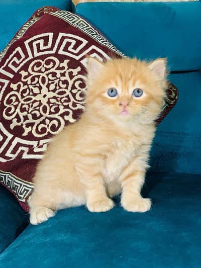 Persian orange kittens