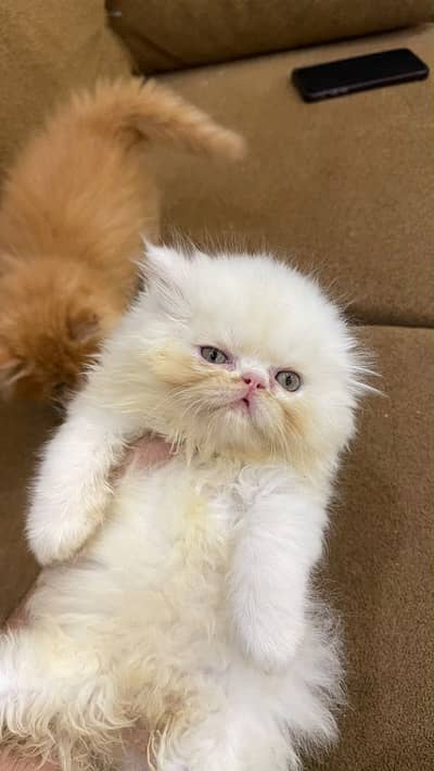 Piki face kittens for sale