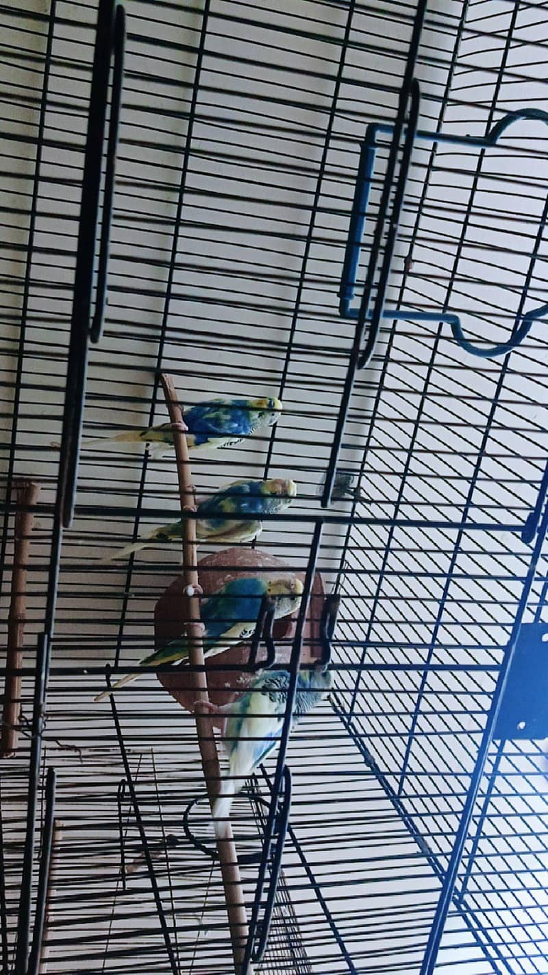 Australian bugies 2