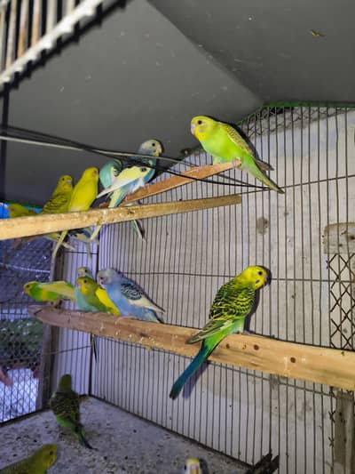Budgie | Australian Parrot | Budgie Patha