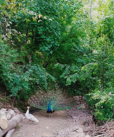 Peacock 