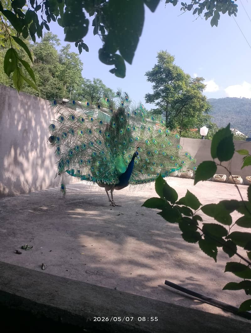 Peacock  1