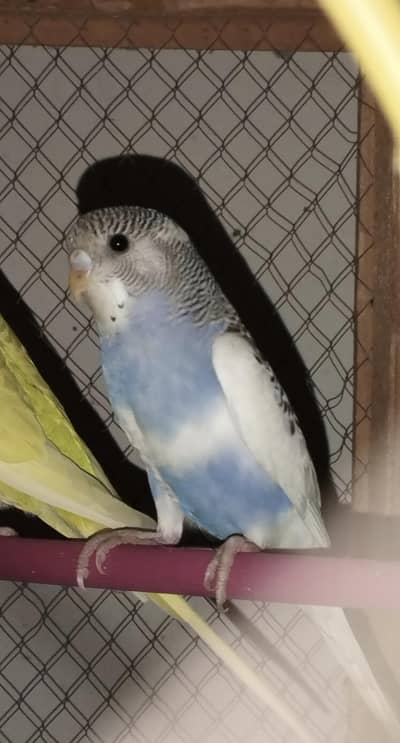 Normal Budgie Chicks