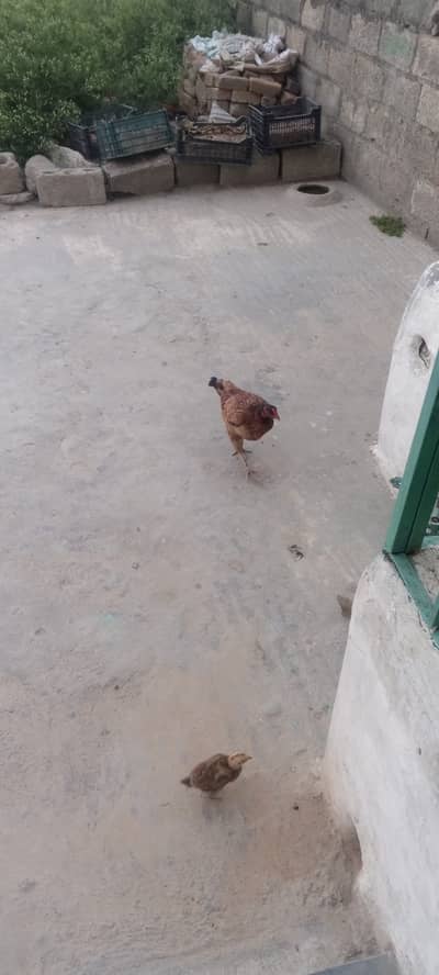 Aseel hen for sale on eggs