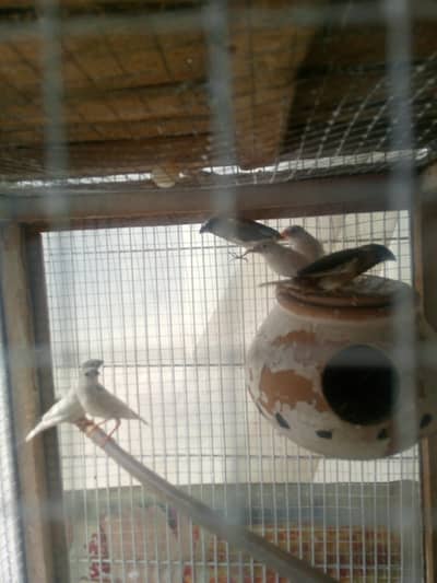 finch pathay