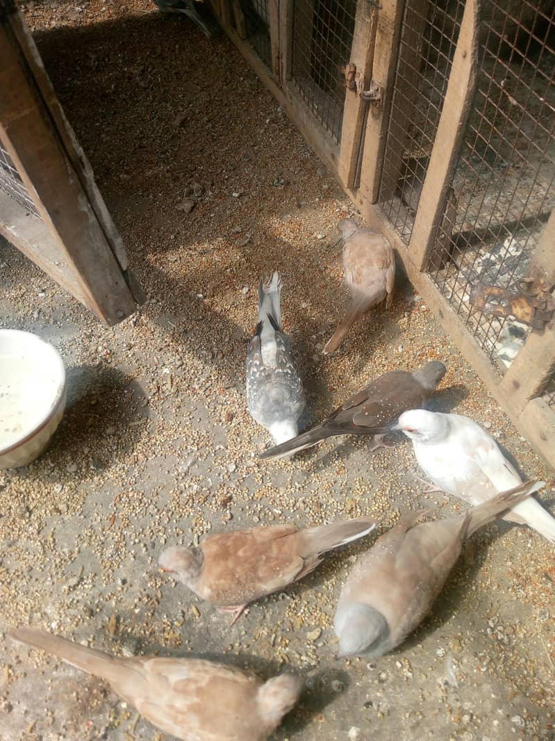 finch pathay 1