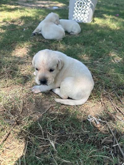 labrador male female puppy