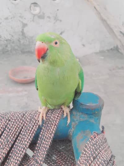 mitho ghr ka Pala sitya boht marta