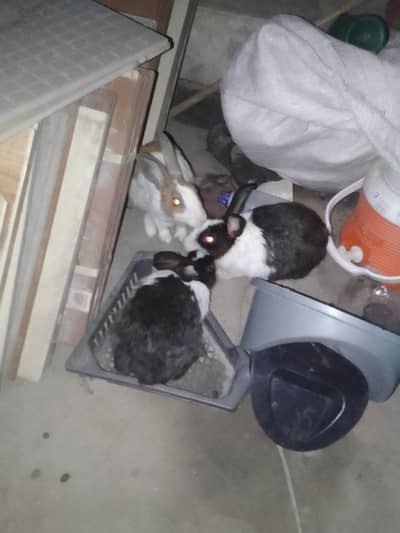 female rabbit