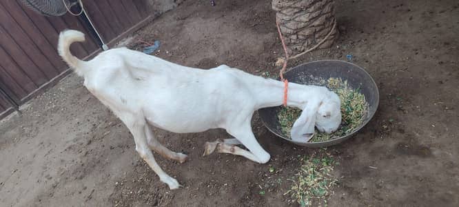 Rajanpuri bakri for sale.