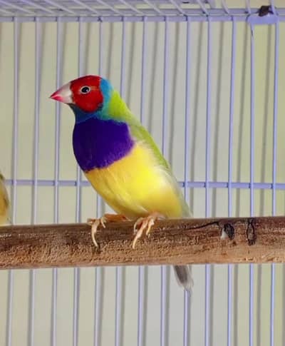 Goldian Finch