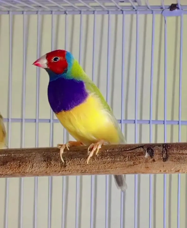 Goldian Finch