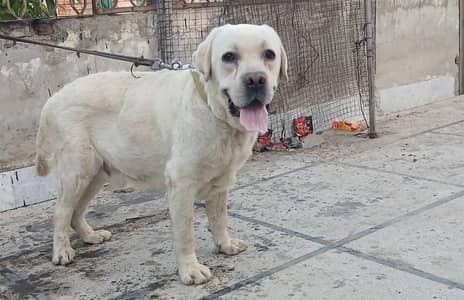 labrador male  % stud