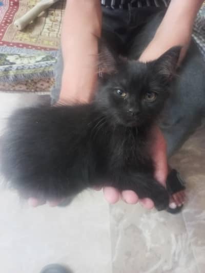 jet black female kitten