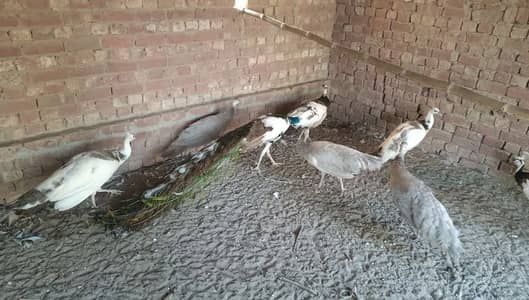 peacock chicks | white peacock chicks 3 month old | peafowl peacock