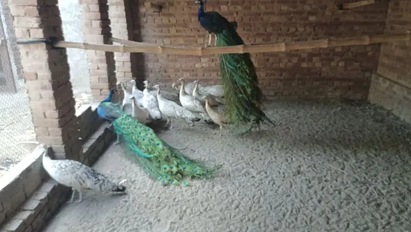 peacock chicks | white peacock chicks 3 month old | peafowl peacock — photo 2