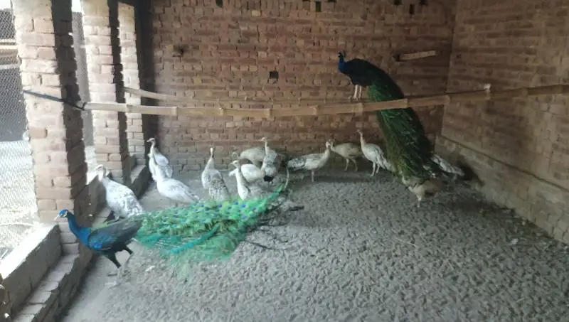 peacock chicks | white peacock chicks 3 month old | peafowl peacock — photo 3