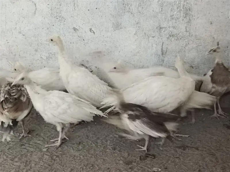 peacock chicks | white peacock chicks 3 month old | peafowl peacock — photo 5