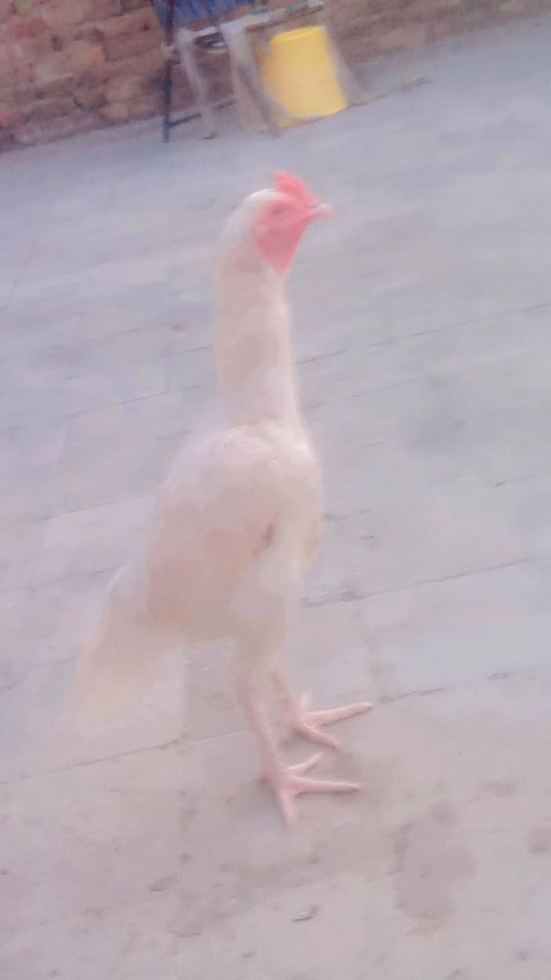 paper white patha 7