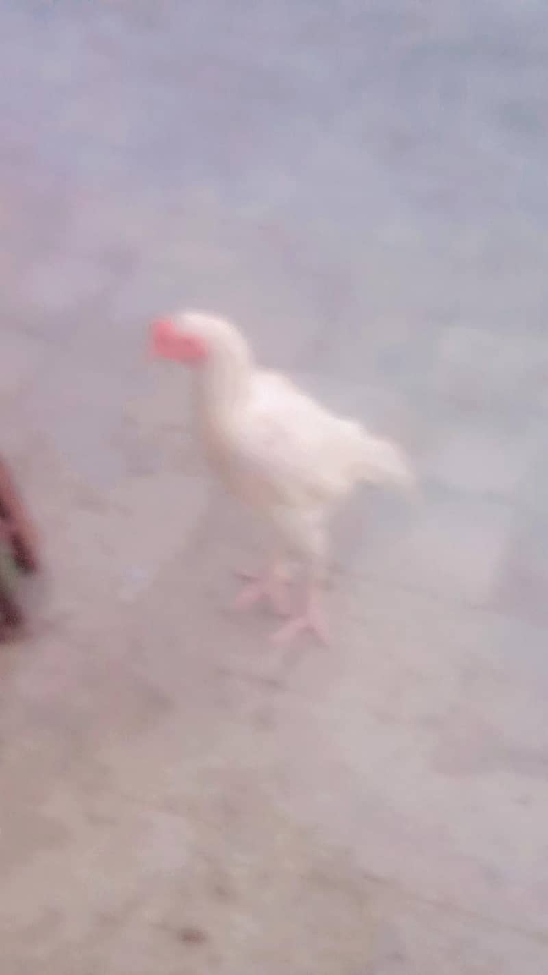paper white patha 9