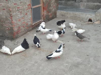 lucky and sherazi piegons setup available
