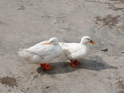 Ducks for sale
