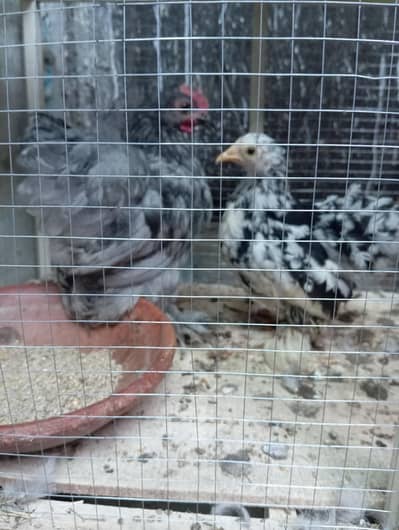 bantam adult pair