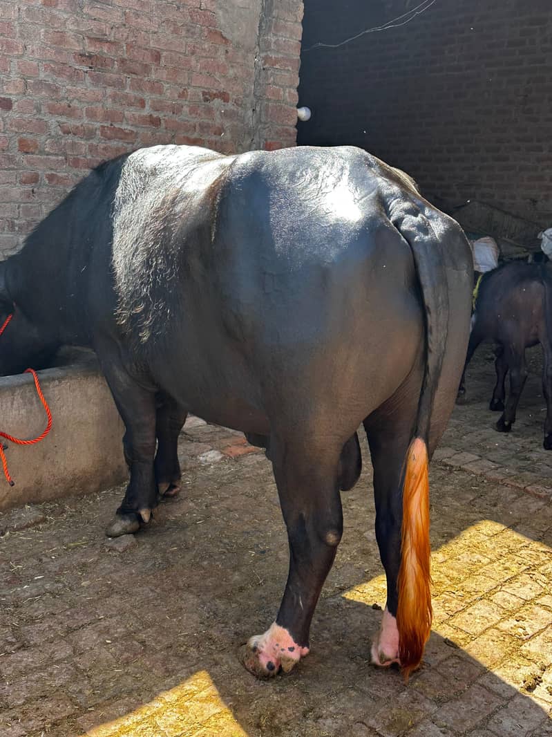 for breeding purpose 2