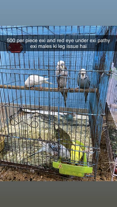 Exi hogo bread hogoromo red eye finches and dove
