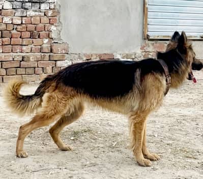 German shepherd  pure Quality Male Dog