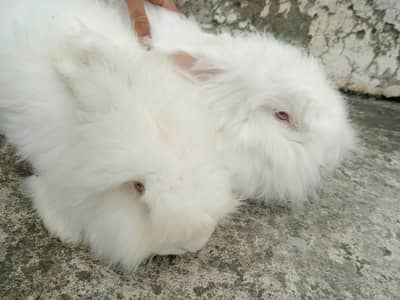 English angora rabbit breeder and bunny for sale
