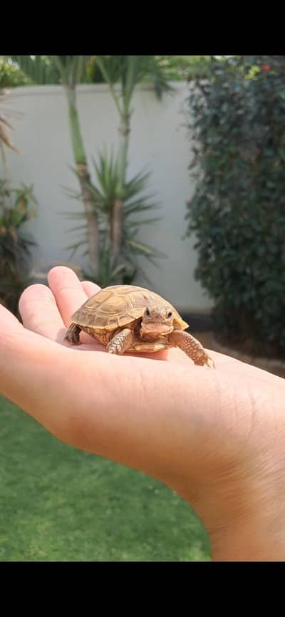 BABY HORSEFIELD TORTOISE