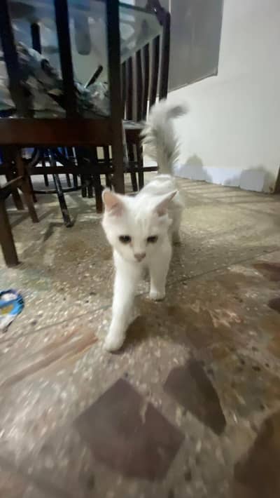 Healthy persian cat for sale-Litter Trained & playful