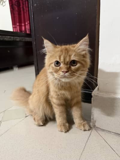 Tigress & Simba